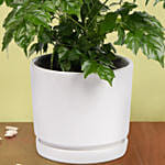 لمسة خضراء | نبات زينة راديرماشيرا