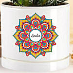 أصيص هاورثيا ديوالي