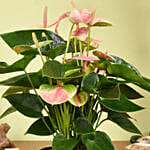 Pink Anthurium in Premium Planter