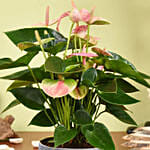 Pink Anthurium in Premium Planter