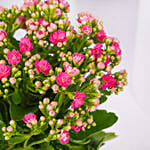 Pink Kalanchoe In Ceramic Pot