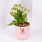 Pink Kalanchoe In Love You Mom Pot