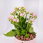 Pink Kalanchoe In Love You Mom Pot