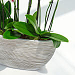 Pink Lips 16 Stems Holland Orchid in Rhythmic Rib Design Planter
