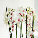 Pink Lips 16 Stems Holland Orchid in Rhythmic Rib Design Planter