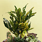 Plants Beauty Dish Garden