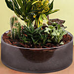 Plants Beauty Dish Garden