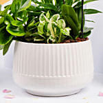 Plants Garden with Mini Orchid Plant