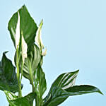 نبتة زنبق السلام الأخضر في أصيص مخصص أنيق