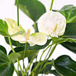Red and White Anthurium Plants Combo