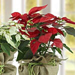 Red And White Poinsettia Plant