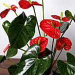 Red Anthurium Plant For Anniversary