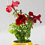 Red Petunia in Smiley Cup