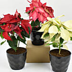 Red Pink n White Poinsettia Plant