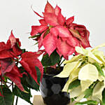 Red Pink n White Poinsettia Plant