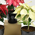 Red Pink n White Poinsettia Plant