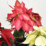 Red Pink n White Poinsettia Plant