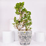 S Shape Ficus Bonsai in Premium Planter