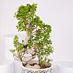 S Shape Ficus Bonsai in Premium Planter