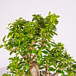 S Shape Ficus Bonsai in Premium Planter