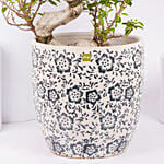 S Shape Ficus Bonsai in Premium Planter
