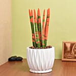 Sansevieria Cylindrica Plant Orange