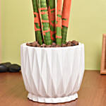 Sansevieria Cylindrica Plant Orange