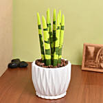 Sansevieria Cylindrica Plant Yellow