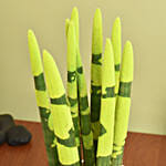 Sansevieria Cylindrica Plant Yellow