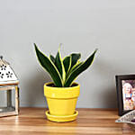Sansevieria Plant in Yellow Ceramic Pot