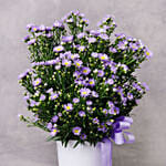 كومبو كيك مع باقة ورود أقحوان أستر لون موف في بوكس أبيض