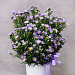 September Birthday Aster Flower and Cake