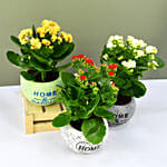 Set of 3 Kalanchoe Plants