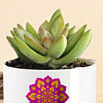 Shubh Diwali Echeveria Plant