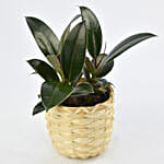 Small Ficus Robusta Plant