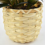 Small Ficus Robusta Plant