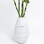 Spiral Lucky Bamboo Stalks In White Vase