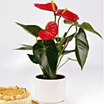 Sugar Free Butterscotch Cake and Plants