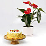 نبات أنطوريوم وكيكة فواكه بدون سكر