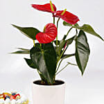 نبات أنطوريوم وكيكة فواكه بدون سكر