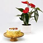 Sugar Free Cake with Plant