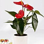 Sugar Free Cake with Plant