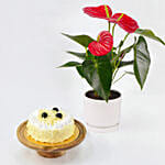 كيك وايت فوريست بدون سكر صحي و وشهي مع نبات