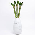 Thick Lucky Bamboo Sticks In White Vase