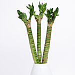 Thick Lucky Bamboo Sticks In White Vase