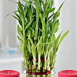 Three Layer Lucky Bamboo Plant N Candles