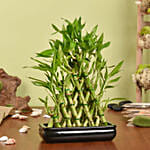 Triangle Lucky Bamboo