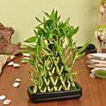 Triangle Lucky Bamboo