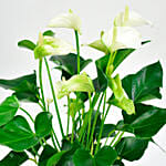 White Anthurium National Day Planter