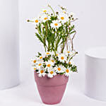 White Daisy Birthday Arrangements